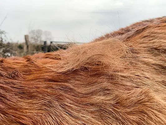 mue-cheval-printemps-400px Gros plan sur le dos d’un cheval alezan en pleine mue, avec des touffes de poils détachés visibles sur son pelage.