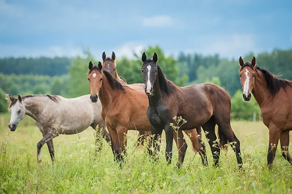 troupeau-cheval-400px Groupe de jeunes chevaux de différentes robes évoluant librement dans une prairie verdoyante.