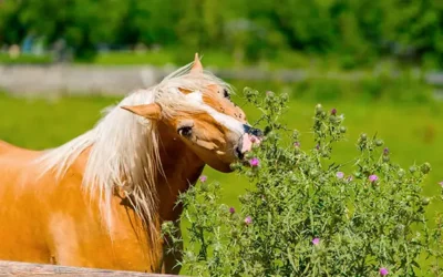 Le printemps est là… Drainer son cheval ou pas ?