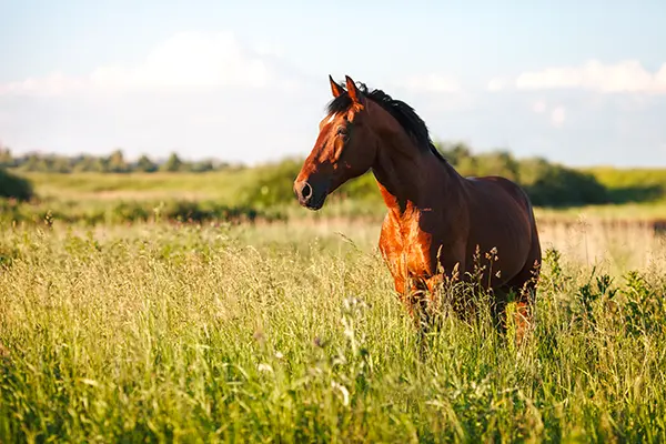 cheval-pature_400px Un cheval bai se tient debout dans une prairie verdoyante, baignée par la lumière du soleil.