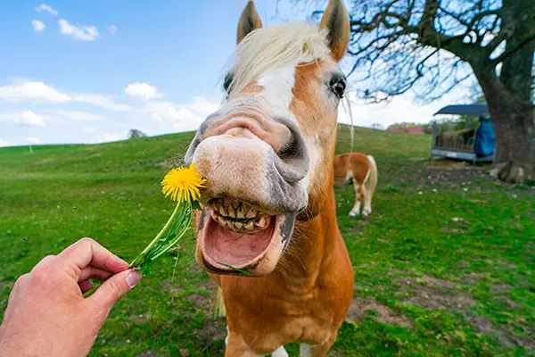 cheval-pissenlit-400px Un cheval haflinger montre ses dents en s’apprêtant à manger un pissenlit tendu par une main humaine.