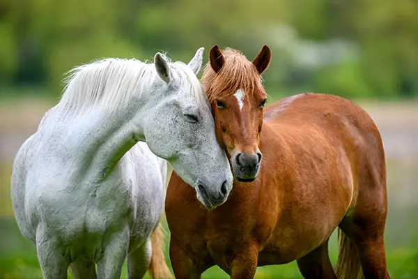 complicite-cheval_400px Deux chevaux, l’un blanc et l’autre alezan, se tiennent tête contre tête dans un geste d’affection.