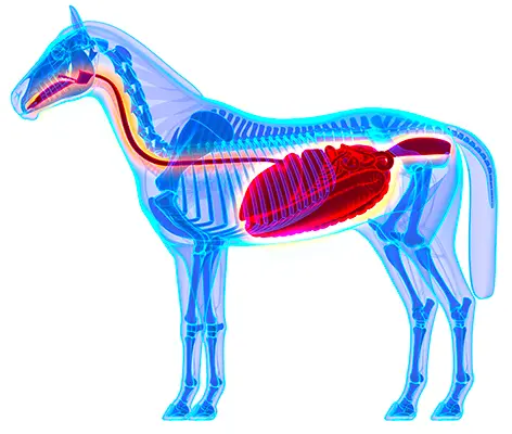 systeme-digestif-cheval_400px Illustration en transparence du squelette d’un cheval montrant le trajet du système digestif en rouge, de la bouche jusqu’au rectum.