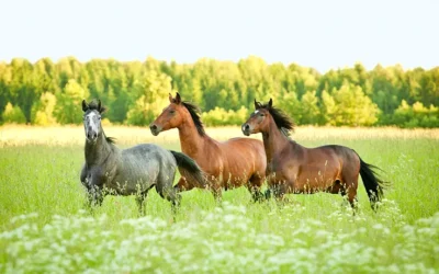 La mise à l’herbe : une transition à ne pas négliger