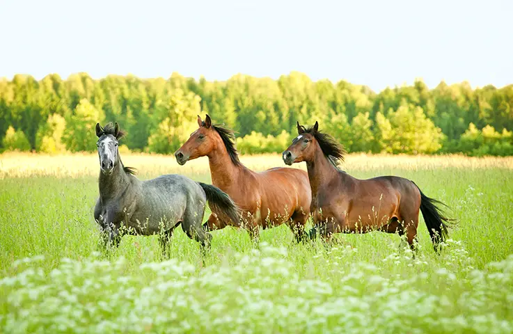 La mise à l’herbe : une transition à ne pas négliger
