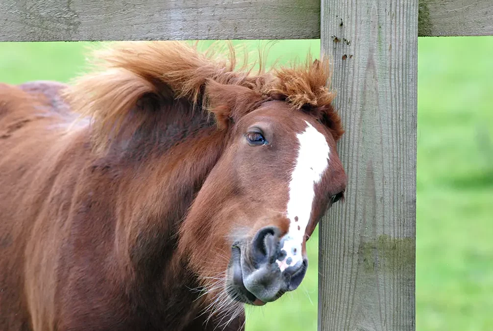La dermite : et si c’était émotionnel ?