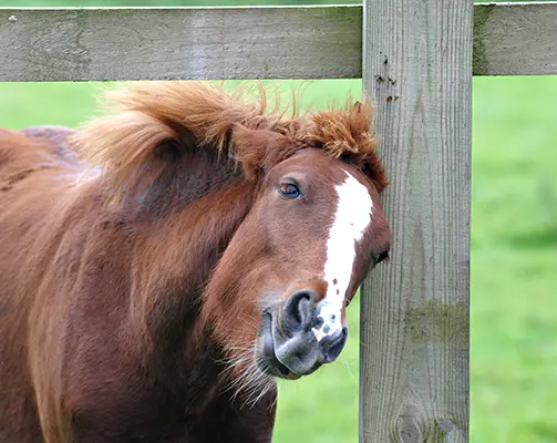 Dermite cheval. Poney se frottant contre une barrière en bois à cause de démangeaisons