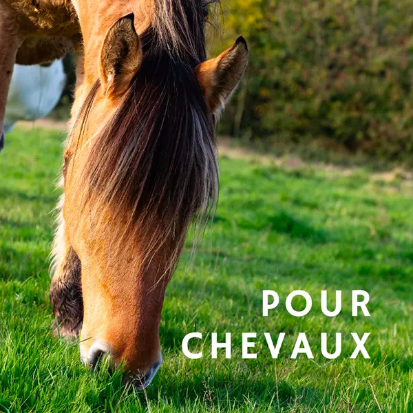 Cheval au pré broutant de l’herbe – Fleurs de Bach pour chevaux.