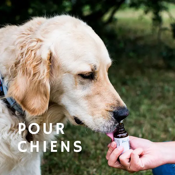 Chien recevant des fleurs de Bach – solutions naturelles pour chiens.
