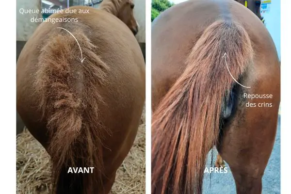 Évolution d’une queue de cheval abîmée par les démangeaisons avant et après des séances de shiatsu. 