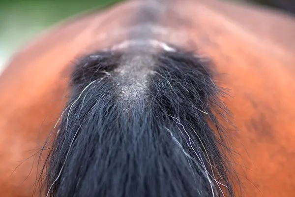 Cheval bai ayant une atteinte à la queue à cause de la dermite.