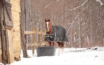 Les températures refroidissent : faut-il couvrir son cheval ?