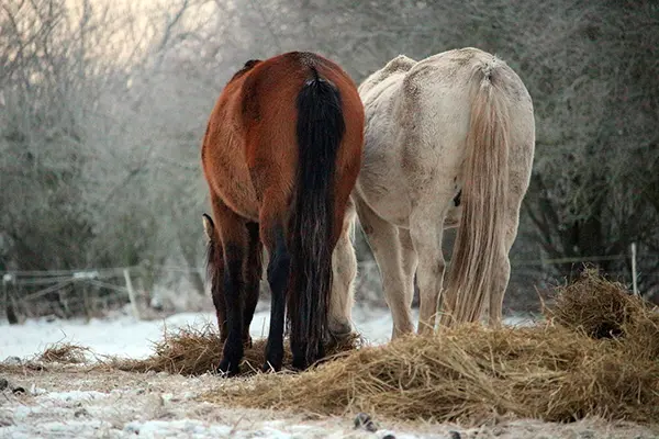 Chevaux au pré mangeant du foin en hiver par temps froid.